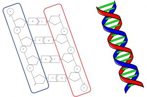 Dna Aufbau Verst Ndlich Erkl Rt Studyhelp Online Lernen