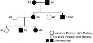 Die Stammbaumanalyse Vollständig Erklärt - StudyHelp Online-Lernen